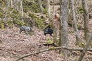 Scheibe 11 - Puma und 2x Javelina