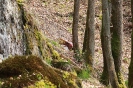Scheibe 12 - Hornisse