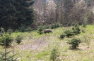 Scheibe 18 - Wildschwein