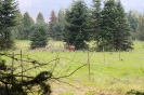 Scheibe 20 - Steinbock