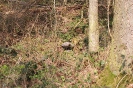 Scheibe 26 - Ente