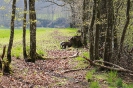 Scheibe 27 - Dachs neu