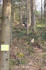 Scheibe 28 - stehender Bär